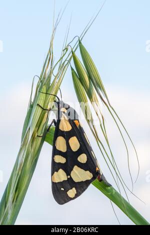 Sahne-Fleck-Tiger (Arctia villica), am Getreidestiel, Schmetterling, Serres, Griechenland Stockfoto