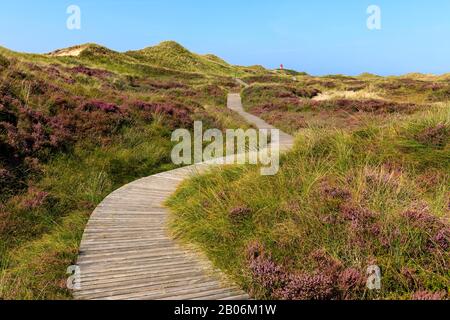 Leuchtturm, Kreuzlicht, blühende Heide mit Holzsteg auf der Insel Amrum, Nordsee, Nordfriesische Insel, Schleswig-Holstein, Deutschland Stockfoto