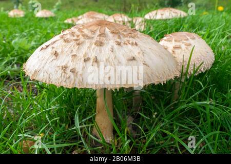 Großer Sonnenpilz mit breiter Kappe in einem Park Stockfoto