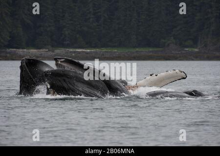 Buckelwale (Megaptera novaangliae) Bubble-net Fütterung in False Bay, Chatham Strait, Chichagof Island, Tongass National Forest, Alaska, USA Stockfoto