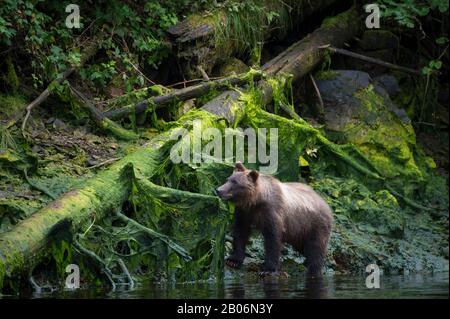 Brauner Bär am Creek am Pavlof Hafen in Chatham Strait, Chichagof Island Tongass National Forest, Alaska Stockfoto