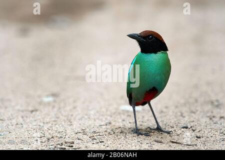 Das Bild von Hooded pitta (Pitta sordida) wurde im Corbett National Park, Indien, Asien, aufgenommen Stockfoto