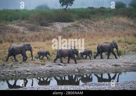 Das Bild des asiatischen Elefanten (Elephas maximus) mit Reflexion im Corbett National Park, Indien, Asien Stockfoto