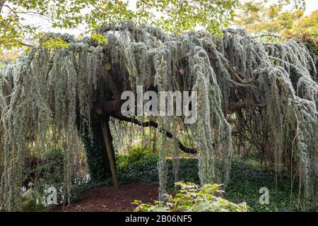 Große weinende blaue Atlaszeder (Cedrus atlantica 'Glauca Pendula') in einem Park Stockfoto