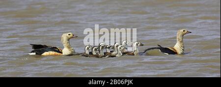 Orinoco Gans, Neochen Jubata, paar mit Küken auf dem Wasser, Los Lianos in Venezuela Stockfoto