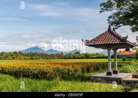 Balinesischer Ballen mit dem Hintergrund eines Feldes von blühenden Marigolden, Reisfeld, Bergen. Bedugul, Tabanan, Bali Island, Indonesien. Stockfoto