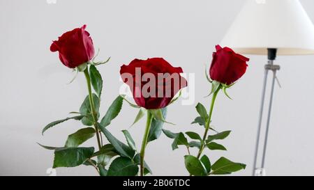 Nahaufnahme von drei dunkelroten Rosen Stockfoto