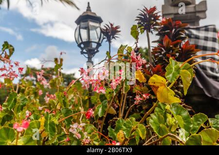 Blühende Bettonien in Kebun Raya Bali - Botanischer Garten ...