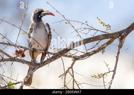 Afrikanischer grauer Hornbill (Tockus nasutus) thront im Akazienbaum, Kruger-Nationalpark, Südafrika. Stockfoto