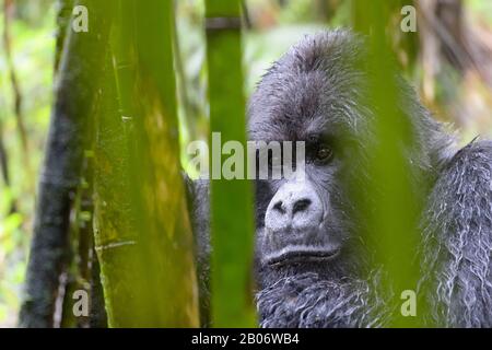 Berg-Gorilla (Gorilla beringei) Silber-Rüde, Sabyinyo-Gruppe, Porträt in Bambuswald und Regen, Volkano-Nationalpark, Ruanda. Stockfoto
