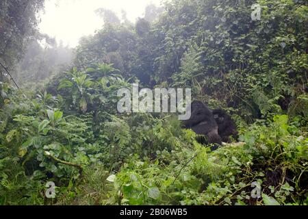 Berg-Gorilla (Gorilla gorilla beringei) große Silber-Rüde-Agasha aus der Agasha-Gruppe, Nationalpark Volcanoes, Ruanda. Stockfoto