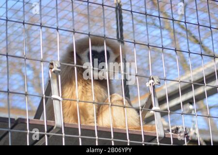 Der süße junge Mann Mahale Mountain Chimpanzee genießt Mittagessen und Spaß in der Sonne von Los Angeles. Stockfoto