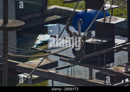 Der süße junge Mann Mahale Mountain Chimpanzee genießt Mittagessen und Spaß in der Sonne von Los Angeles. Stockfoto