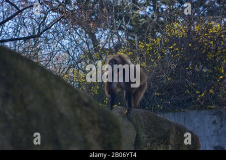 Der süße junge Mann Mahale Mountain Chimpanzee genießt Mittagessen und Spaß in der Sonne von Los Angeles. Stockfoto