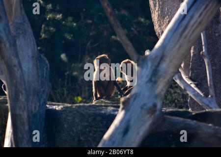 Der süße junge Mann Mahale Mountain Chimpanzee genießt Mittagessen und Spaß in der Sonne von Los Angeles. Stockfoto