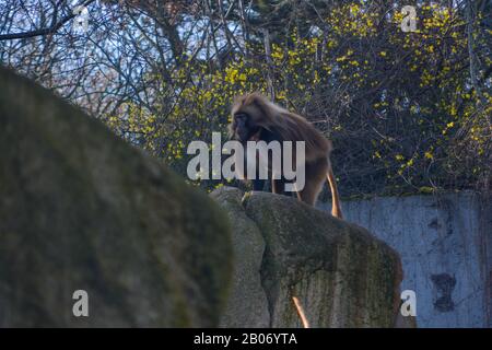 Der süße junge Mann Mahale Mountain Chimpanzee genießt Mittagessen und Spaß in der Sonne von Los Angeles. Stockfoto