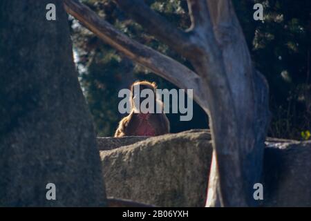 Der süße junge Mann Mahale Mountain Chimpanzee genießt Mittagessen und Spaß in der Sonne von Los Angeles. Stockfoto