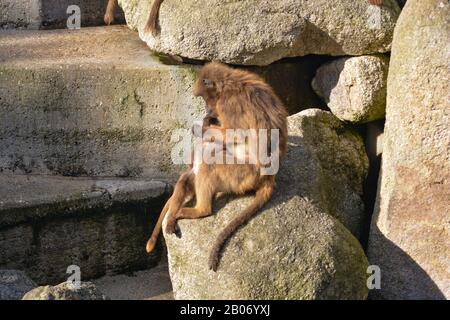 Der süße junge Mann Mahale Mountain Chimpanzee genießt Mittagessen und Spaß in der Sonne von Los Angeles. Stockfoto