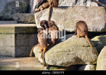 Der süße junge Mann Mahale Mountain Chimpanzee genießt Mittagessen und Spaß in der Sonne von Los Angeles. Stockfoto