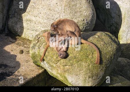 Der süße junge Mann Mahale Mountain Chimpanzee genießt Mittagessen und Spaß in der Sonne von Los Angeles. Stockfoto