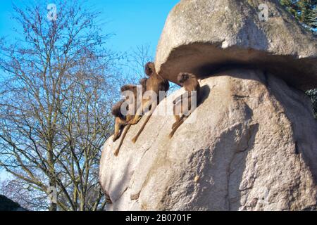 Der süße junge Mann Mahale Mountain Chimpanzee genießt Mittagessen und Spaß in der Sonne von Los Angeles. Stockfoto