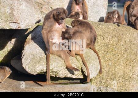 Der süße junge Mann Mahale Mountain Chimpanzee genießt Mittagessen und Spaß in der Sonne von Los Angeles. Stockfoto