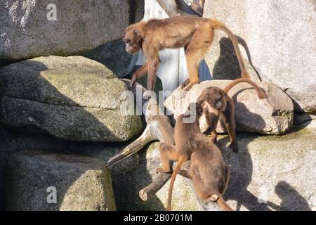 Der süße junge Mann Mahale Mountain Chimpanzee genießt Mittagessen und Spaß in der Sonne von Los Angeles. Stockfoto