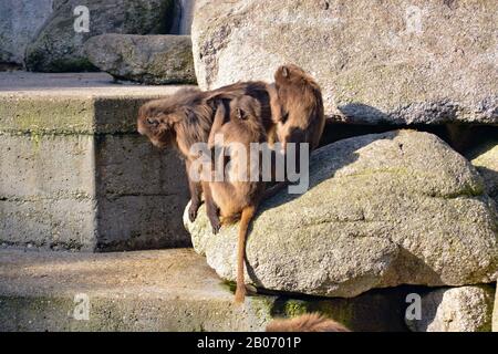 Der süße junge Mann Mahale Mountain Chimpanzee genießt Mittagessen und Spaß in der Sonne von Los Angeles. Stockfoto