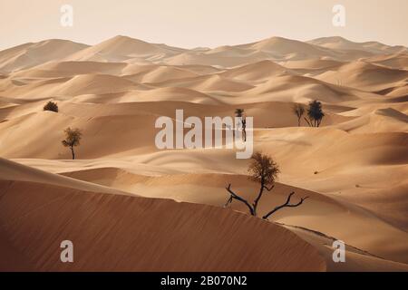 Trockener Baum inmitten von Sanddünen gegen Wüstenlandschaft. Abu Dhabi, Vereinigte Arabische Emirate Stockfoto