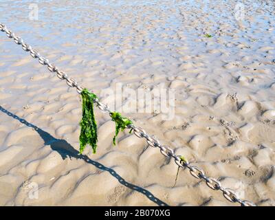 Seesalatblätter hängen an Ankerkette auf Sand bei Ebbe, Waddensea, Niederlande Stockfoto