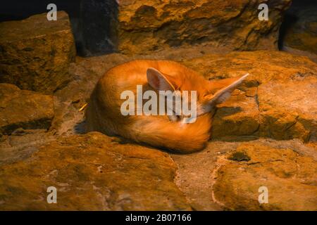 Fennec Fox (Vulpes zerda) in der Wilhelma in Stuttgart, Süddeutschland Stockfoto