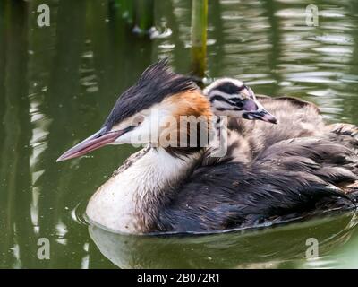 Große Crested Grebe (Podiceps Cristatus) Erwachsene mit Jugendlichen auf dem Rücken, Niederlande Stockfoto