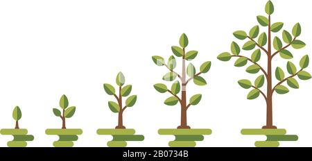 Grüner Baum mit Blattwachstum Diagramm. Entwicklung des Geschäftszyklus, Vektordarstellung Stock Vektor