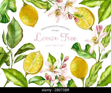 Aquarell Lemon Fruits. Rahmen mit Zweigen, Blumen, Blättern. Realistisches botanisches Wasserfarben-Banner mit Zitruspel, isoliert auf Weiß. Frisch Stockfoto