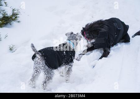 Zwei Hunde mit schwarzem Mantel, die im Schnee spielen Stockfoto