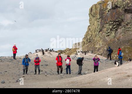 Gentoo Penguins, die auf Livingston Island, South Shetland Islands, Antarktis mit Touristen von einem Kreuzfahrtschiff der Expedition verschachteln. Stockfoto
