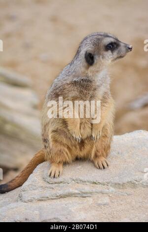 Meerkat im Zoo der Wilhelma in Stuttgart, südlich von Germnay Stockfoto