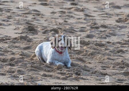 Ein verspielter Hund, der darauf wartet, dass sein Ball auf den Fistral Beach in Newquay in Cornwall geworfen wird. Stockfoto