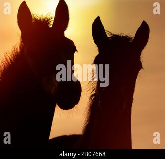 Pair Der New Forest Ponys Silhouette Gegen Den Sonnenaufgang. Aufgenommen bei Stanpit Marsh UK. Zeigt Fohlen und Mutter, Zweisamkeit, Neugier an der Kamera. Stockfoto