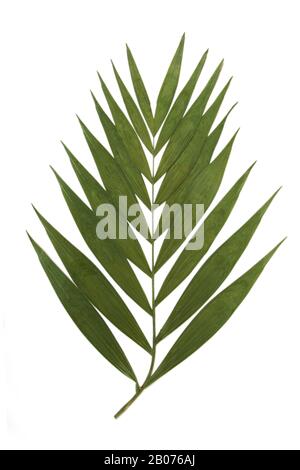 Trockendekoration Palmentropisches Blatt auf einem weißen Stockfoto