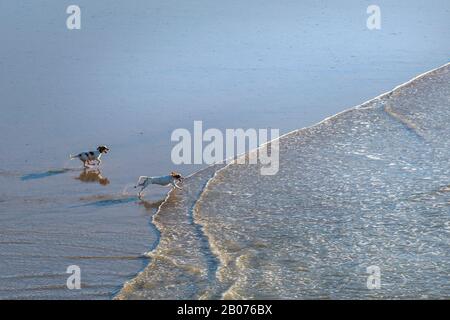 Aufgeregte Hunde, die am Porth Beach in Newquay in Cornwall ins Meer laufen. Stockfoto