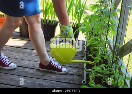 Blume, Tomaten wachsen in Container.Frauen Gärtner Bewässerungsanlagen. Behältergemüse Gartenarbeit. Gemüsegarten auf einer Terrasse. Stockfoto