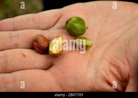 Nahaufnahme einiger frisch gepflückter und gehaltener Kaffeebohnen in einer Hand Stockfoto