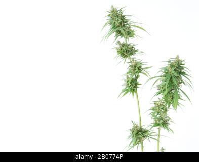 Frische Marihuana-Blume isoliert auf weißem Hintergrund Stockfoto