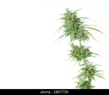 Frische Marihuana-Blume isoliert auf weißem Hintergrund Stockfoto