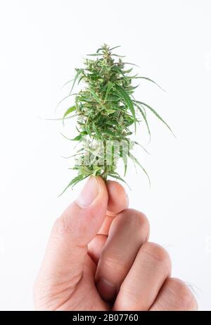 Hand hält frisches Marihuana isoliert auf weißem Hintergrund Stockfoto