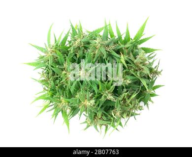 Frische Marihuana-Blume isoliert auf weißem Hintergrund Stockfoto