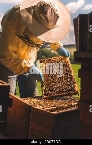 Ein Imker kontrolliert seine Bienenkolonie und seinen Honig Stockfoto