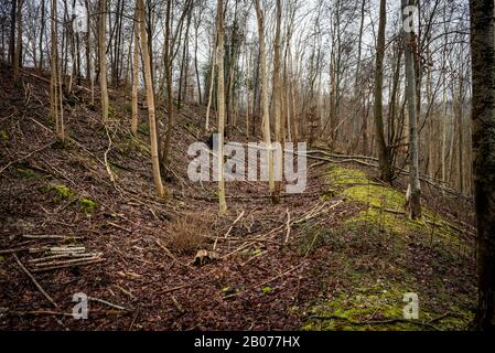 The war Dyke, eine Grenze zu Eisenzeit oder defensives Erdwerk, das vom Fluss Arun im Osten bis zu Rewell Hill Wood, West Sussex, Großbritannien verläuft Stockfoto