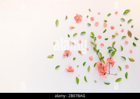 Farbenfrohe Frühling Hintergrund flach Draufsicht mit leuchtenden Blumenschmuck und Kopie Raum Stockfoto